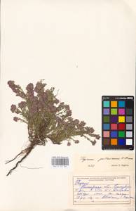 MHA 0 157 365, Тимьян Палласа, Чабрец Палласа Heinr.Braun, Восточная Европа, Северо-Украинский район (E11) (Украина)