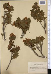 Rhododendron hirsutum L., Западная Европа (EUR) (Италия)