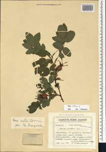 Шиповник волосистый, Шиповник мохнатый L., Кавказ, Грузия (K4) (Грузия)