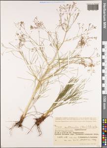 Триния многостебельная (Poir.) Schischk., Восточная Европа, Нижневолжский район (E9) (Россия)