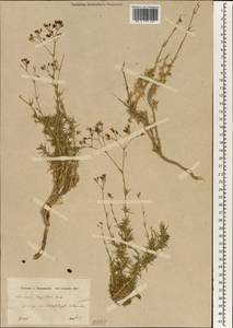 Eremogone drypidea (Boiss.) S. Ikonnikov, Зарубежная Азия (ASIA) (Турция)