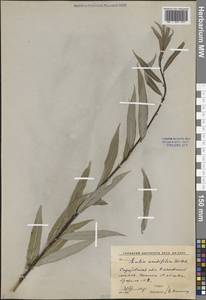 Ива остролистная, Верба Willd., Восточная Европа, Нижневолжский район (E9) (Россия)