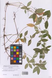 Барвинок малый L., Восточная Европа, Московская область и Москва (E4a) (Россия)