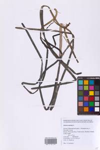 Взморник морской, Зостера морская L., Сибирь, Дальний Восток (S6) (Россия)