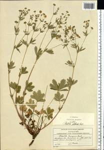 Potentilla thuringiaca subsp. goldbachii (Rupr.) Th. Wolf, Восточная Европа, Московская область и Москва (E4a) (Россия)