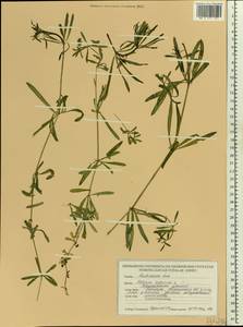 Подмаренник цепкий L., Восточная Европа, Белоруссия (E3a) (Белоруссия)