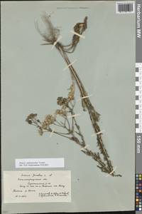 Якобея Андржейовского (Tzvelev) B.Nord., Восточная Европа, Нижневолжский район (E9) (Россия)