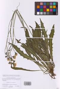 Scorzoneroides autumnalis subsp. autumnalis, Восточная Европа, Московская область и Москва (E4a) (Россия)