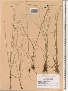 Rhynchospora chinensis Nees & Meyen, Зарубежная Азия (ASIA) (Япония)