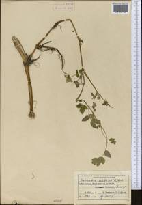 Helosciadium nodiflorum subsp. nodiflorum, Средняя Азия и Казахстан, Сырдарьинские пустыни и Кызылкумы (M7) (Узбекистан)