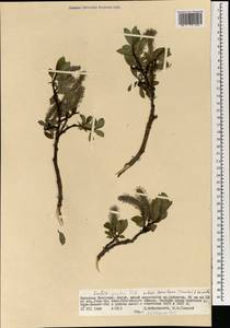Salix arctica subsp. torulosa (Ledeb.) Hultén, Монголия (MONG) (Монголия)