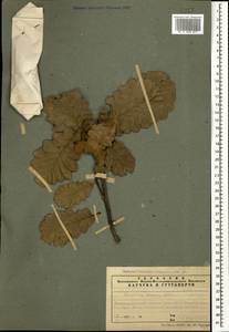 Дуб грузинский (Steven ex M.Bieb.) Krassiln., Кавказ, Азербайджан (K6) (Азербайджан)