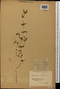 Lysimachia arvensis (L.) U.Manns & Anderb., Кавказ, Азербайджан (K6) (Азербайджан)