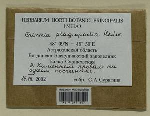 Grimmia plagiopodia Hedw., Гербарий мохообразных, Мхи - Нижний Дон и Нижняя Волга (B11) (Россия)