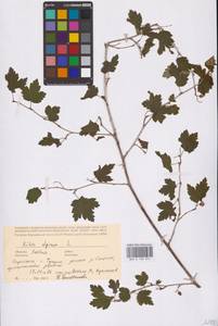 Смородина альпийская L., Восточная Европа, Латвия (E2b) (Латвия)