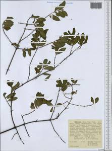 Rubiaceae, Африка (AFR) (Эфиопия)