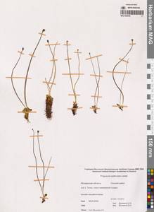 Жирянка лопатчатая Ledeb., Сибирь, Чукотка и Камчатка (S7) (Россия)