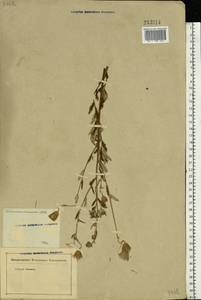 Cirsium arvense var. vestitum Wimm. & Grab., Восточная Европа, Ростовская область (E12a) (Россия)