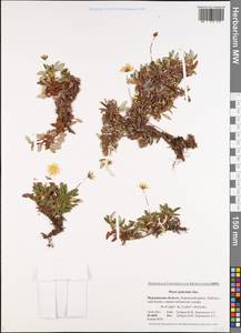 Дриада точечная (Juz.) Hultén, Восточная Европа, Северный район (E1) (Россия)