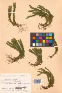 Баранец обыкновенный (L.) Bernh., Сибирь, Чукотка и Камчатка (S7) (Россия)