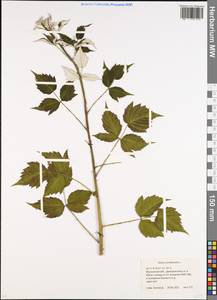 Rubus occidentalis L., Восточная Европа, Московская область и Москва (E4a) (Россия)
