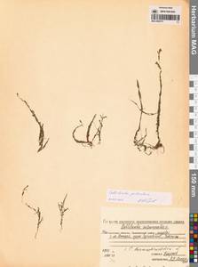 Болотник обыкновенный L., Сибирь, Чукотка и Камчатка (S7) (Россия)