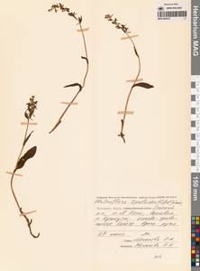 Любка комарниковая (L.f.) Lindl., Сибирь, Чукотка и Камчатка (S7) (Россия)