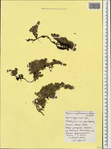 Чабрец майкопский Klokov & Des.-Shost., Кавказ, Краснодарский край и Адыгея (K1a) (Россия)