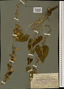 Колокольчик чесночннцелистный Willd., Кавказ, Грузия (K4) (Грузия)