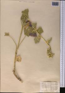 Alcea baldshuanica (Bornm.) Iljin, Средняя Азия и Казахстан, Памир и Памиро-Алай (M2) (Таджикистан)