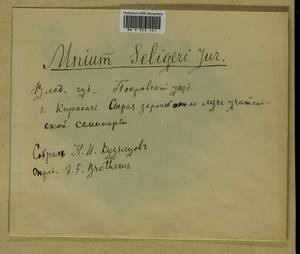 Plagiomnium elatum (Bruch & Schimp.) T.J. Kop., Гербарий мохообразных, Мхи - Центральное Нечерноземье (B6) (Россия)