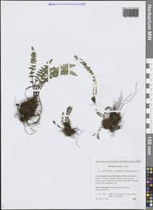 Вудсия эльбская (L.) R.Br., Сибирь, Якутия (S5) (Россия)