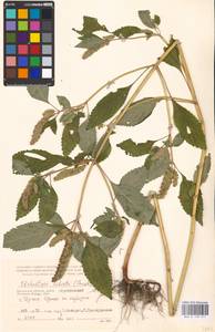 MHA 0 158 511, Эльсгольция реснитчатая (Thunb.) Hyl., Восточная Европа, Центральный район (E4) (Россия)