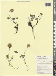 Клевер сходный M.Bieb., Кавказ, Дагестан (K2) (Россия)