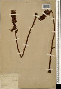 Заразиха, Кавказ, Армения (K5) (Армения)