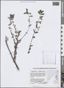 Euphorbia indica Lam., Зарубежная Азия (ASIA) (ОАЭ)