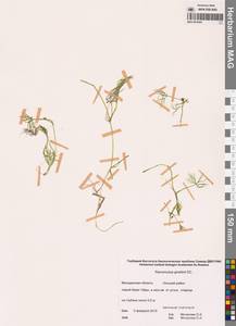 Лютик Гмелина DC., Сибирь, Чукотка и Камчатка (S7) (Россия)