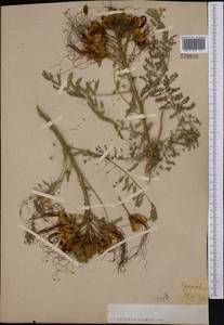 Caesalpinia gilliesii (Hook.)D.Dietr., Средняя Азия и Казахстан, Копетдаг, Бадхыз, Малый и Большой Балхан (M1) (Туркмения)
