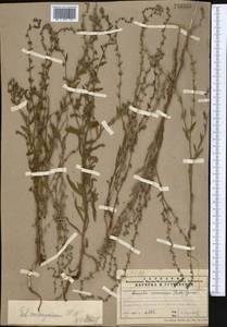 Липучка растопыренная (Retz.) Dumort., Средняя Азия и Казахстан, Северный и Центральный Тянь-Шань (M4) (Казахстан)