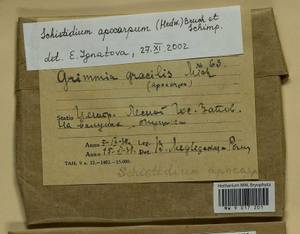 Schistidium apocarpum (Hedw.) Bruch & Schimp., Гербарий мохообразных, Мхи - Центральное Нечерноземье (B6) (Россия)