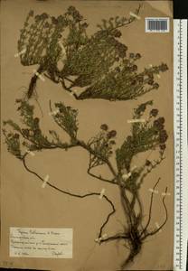 Тимьян Палласа, Чабрец Палласа Heinr.Braun, Восточная Европа, Нижневолжский район (E9) (Россия)