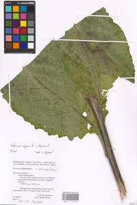 MHA 0 158 840, Verbascum phoeniceum subsp. phoeniceum, Восточная Европа, Центральный район (E4) (Россия)