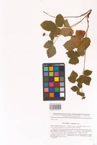 Rubus × castoreus (Laest.) Fr., Восточная Европа, Северный район (E1) (Россия)
