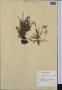 Anthoxanthum aristatum Boiss., Западная Европа (EUR) (Нидерланды)