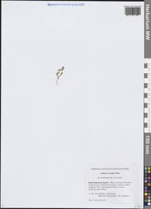 Звездчатка длинночерешковая, Сибирь, Центральная Сибирь (S3) (Россия)