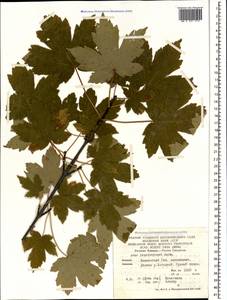 Acer heldreichii subsp. trautvetteri (Medw.) A.E.Murray, Кавказ, Краснодарский край и Адыгея (K1a) (Россия)