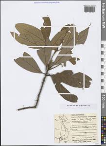 Castanopsis fissa (Champ. ex Benth.) Rehder & E.H.Wilson, Зарубежная Азия (ASIA) (Вьетнам)