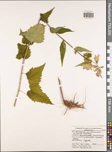 Колокольчик крапиволистный L., Восточная Европа, Центральный район (E4) (Россия)