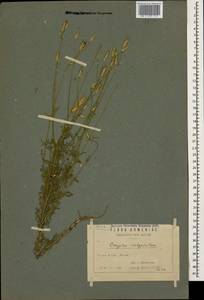 Крупина обыкновенная (Pers.) Cass., Кавказ, Армения (K5) (Армения)
