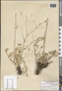 Ferula parva Freyn & Bornm., Зарубежная Азия (ASIA) (Турция)